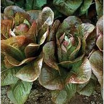 USA Seller Petite Rouge Lettuce Seeds Fast Shipping - £10.39 GBP