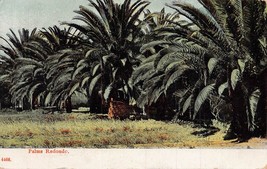 Palms RADONDO-1909 Los Angeles California Postmark Postcard - £4.17 GBP