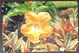 Red Border Kodachrome Transparency Slide 1950s Sunken Gardens Fl Hibiscus Flower - $2.50