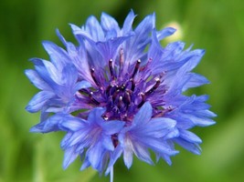 TISSEEDS Bachelor Bachelor&#39;S Buttons Multiple Blue Flowers Bushy 500 Seeds  FAST - £6.94 GBP