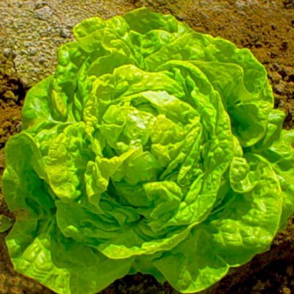 500 SEEDS WHITE BOSTON BUTTERHEAD LETTUCE PLANT QUICK HEIRLOOM SEEDS FOR CHARM - £6.62 GBP