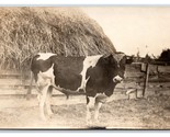 RPPC Farm Scene Big Black White Spotted Bull Cow Steer UNP Postcard R19 - $17.03