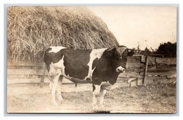 RPPC Farm Scene Big Black White Spotted Bull Cow Steer UNP Postcard R19 - £13.39 GBP