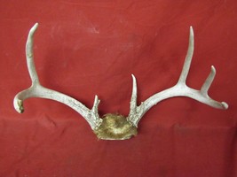 8 Point Deer Antlers #35 - £15.80 GBP