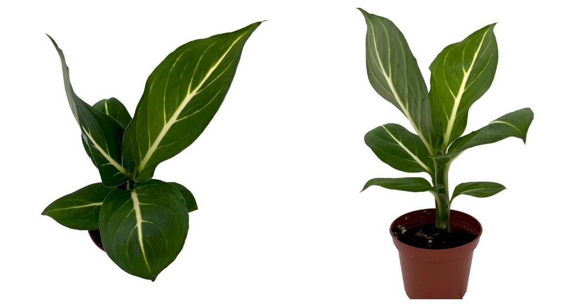 Primary image for Live Plant - Sterling Dieffenbachia Plant - Easy to Grow - 2.5" Pot
