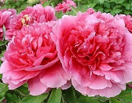 Heirloom &#39;Pink Butterfly&#39; Fragrant Tree Peony Flower Seeds, Professional Pack, A - £8.19 GBP