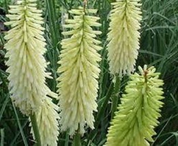 25 Seeds Ice Queen Torch Lily Grow Beauty Fast With Heirloom Seeds - $8.35