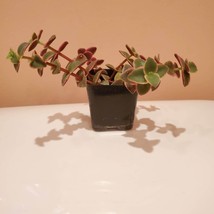 Calico Kitten Succulent, 2 inch live plant, Crassula Pellucida Variegated image 5