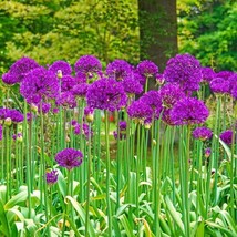 10 Purple Sensation Seeds Allium Aflatunense Large 4-6&quot; Flowers Butterflies USA  - $17.90