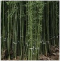 50 Ju Zhu Bamboo Seeds Privacy Climbing Garden Clumping Shade Screen - £10.35 GBP