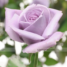 Johnny Light Purple Rose Flower Garden Seeds From Garden - £3.42 GBP