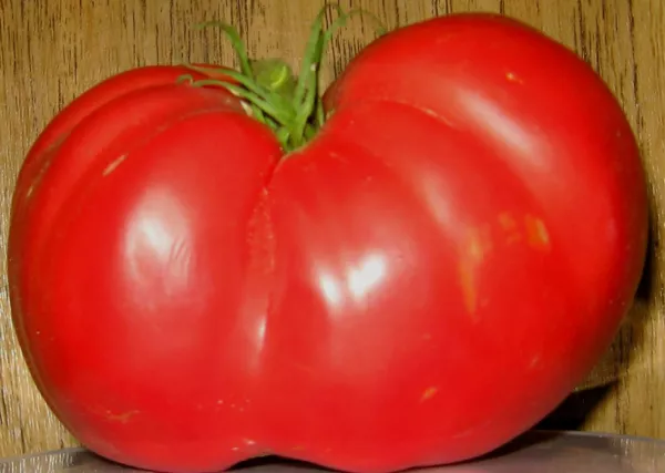 USA Seller FreshBeefsteak Tomato 20 Seeds Large Meaty Tomatoes - £9.42 GBP