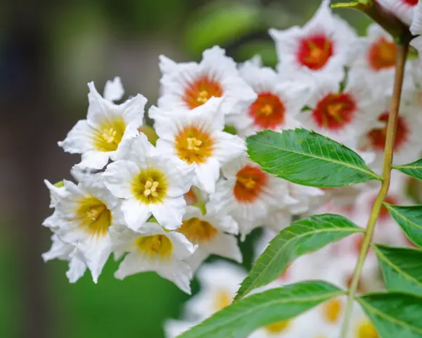 5 Yellowhorn Tree Xanthoceras Sorbifolium White Yellow Red Fragrant Flower Seeds - £9.58 GBP