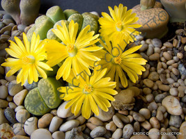 Rare Lithops Bromfieldii Insularis Living Stones Exotic Rock Plant Seed 15 Seeds - £7.23 GBP