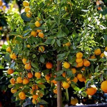 ADW 3-Citrofort Micro 2-3 Seedlings Orange-Lime-Lemon Fruit Tree Fast Gr... - $446.51 MXN