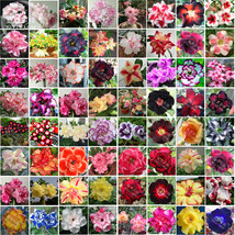 BELLFARM Bonsai Mixed 64 Types of Adenium Desert Rose Seeds, 100pcs/pack, black  - £36.44 GBP
