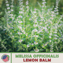 Grow In US 500 Lemon Balm Seeds Melissa Officinalis Tea Medicinal Non-Gmo - £7.59 GBP