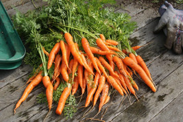 500 Seeds Royal Chatenay Carrot Daucus Carota Vegetable  - $9.68