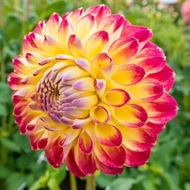 25+ Jowey Arendal Dahlia Seeds Flower Perennial Flowers Seeds Flowering ... - $9.49