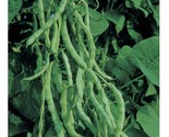 Kentucky Wonder 125 Bush Green Bean Seeds NON-GMO  - £3.24 GBP