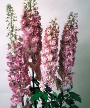 Delphinium Magic Fountain Lilac Pink Full Sun Old Fashioned Favorite Bea... - £14.12 GBP