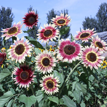 Amaranth Red Light Yellow Sunflowers Double Flowers - $8.98