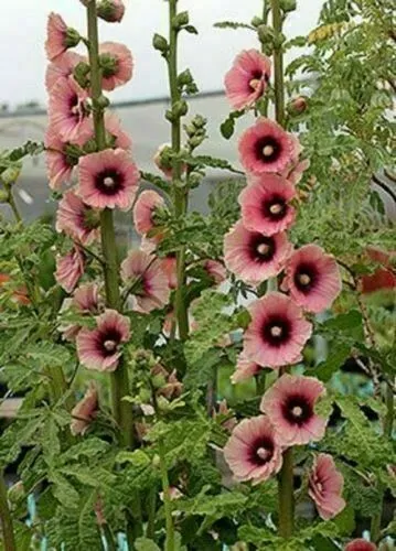 Light Dark Pink Hollyhock 25 Seeds Perennial Flowers Flower Seed Fresh Garden - £7.88 GBP
