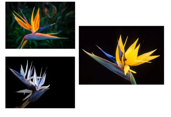 Bird Of Paradise Flower Seed Bundle 3 Colors, Orange, Yellow, White 5 Se... - £28.24 GBP
