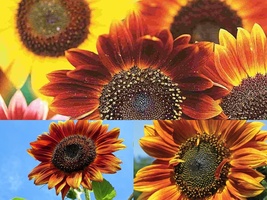 75 Seeds Autumn Beauty Sunflower Mix Flower Fall Colors Native Wildflower Easy - £13.31 GBP