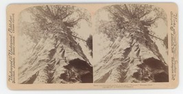1901 Stereoview Looking Up Giant Tree &quot;Wawona&quot; in Mariposa Grove Yosemit... - $27.89