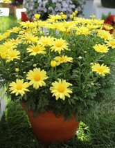 LWSTORE Margueritte Daisy Seeds Yellow Butterfly 120 Fresh Seeds USPS Shipping - $8.78