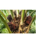 Fresh African oil palm nuts seeds(Elaeis guineensis) for planting, 25 nu... - $33.00