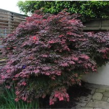 ACER palmatum Oregon Sunset Japanese Maple Tree Seeds Bonsai Specimen Tr... - £23.12 GBP