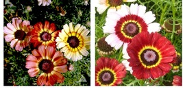 2000 Seeds Painted Daisy LANDSCAPER&#39;S PACK Bulk Perennial Pollinators  - £21.34 GBP