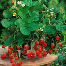 BStore 50 Seeds Dwarf Bonsai Strawberry Seeds Organic Mini Fruit Planter Bush Tr - £6.80 GBP
