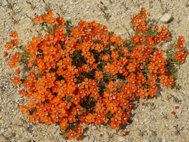 BPA 100 Seeds Scarlet Pimpernel (Adders Eyes) Anagallis Arvensis FlowerF... - £7.93 GBP