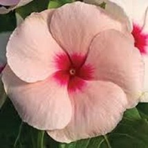 FG 40 + Scented Peach Colored Vinca Flower Seeds/Annual - £12.44 GBP