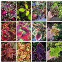 Rainbow Mixed Coleus, 100 Seeds - £7.69 GBP