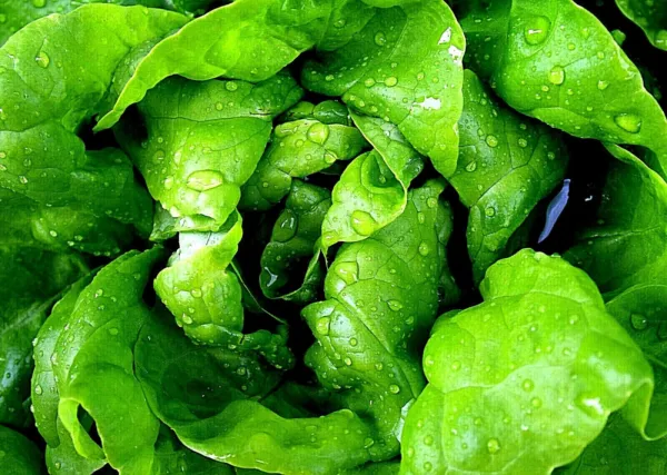 1250+ Bloomsdale Spinach Seeds 1 2 Oz Bulk Microgreen Sprouting Usa Fresh Garden - $12.00