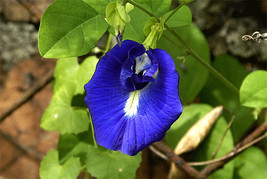 KKG Clitoria Ternatea Vine Single Blue 15 Seeds Pea Asian Pigeonwings Fr... - $8.89