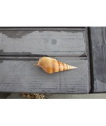 Turret Screw Sea Shell Brown White Cream Natural Ocean - $5.99