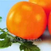 Simple Pack 5 seed Vegetable Tomato F1 Golden Shine - $8.67