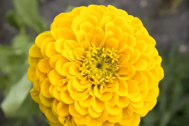 Zinnia Canary Bird 100 Seeds Heirloom Flower Bright Yellow Blooms Fresh Garden - £11.16 GBP