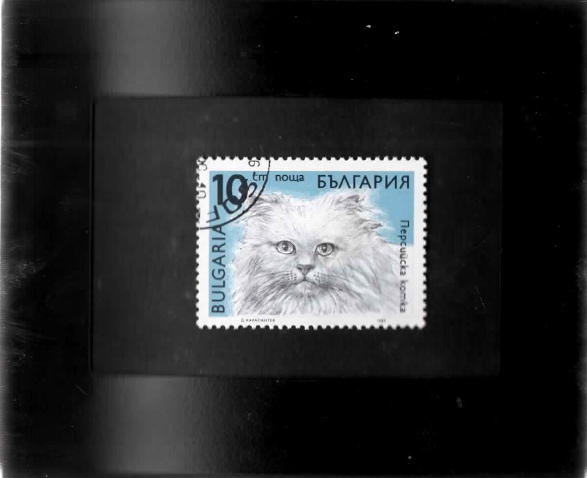  Tchotchke Stamp Art - Collectible Postage Stamp - Domestic Housecat - $8.99