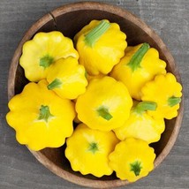 ADW 15 Patty Pan Scallop Summer Squash Seeds Fresh Harvest Fast Growing - $13.09