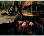 Pink Flamingos Silver Springs Indian Village Florida FL 1953 Chrome Post... - $3.91