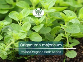 100 Italian Oregano Seeds for Planting - Origanum x majoricum - Aromatic... - $13.29 CAD