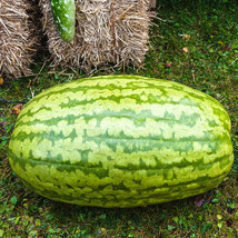 Fresh 50 Carolina Cross Watermelon Seeds for Garden - €6,88 EUR