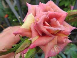 Desert Rose - Pink Serious Flowers, 2 SEEDS D - £9.85 GBP