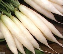 Grow In US 200 Seeds  Radish White Icicle 200 Seeds  - £6.78 GBP